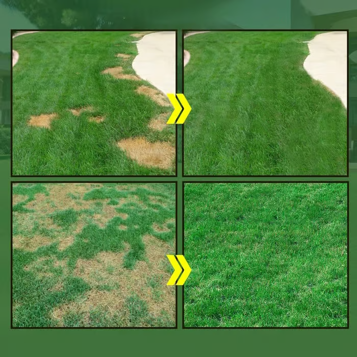 Before and after examples of patchy lawn repair